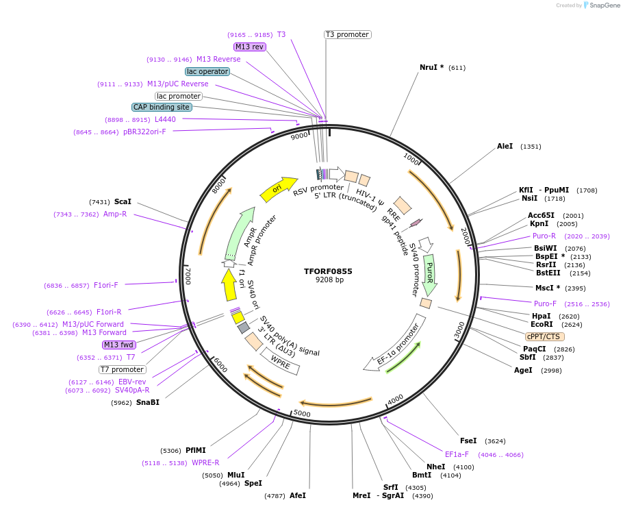 141735-plasmid-map-sequence-id-404249