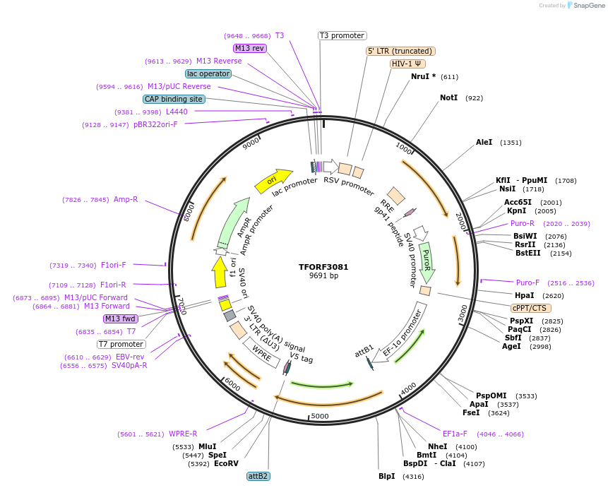 144557-plasmid-map-sequence-id-404250