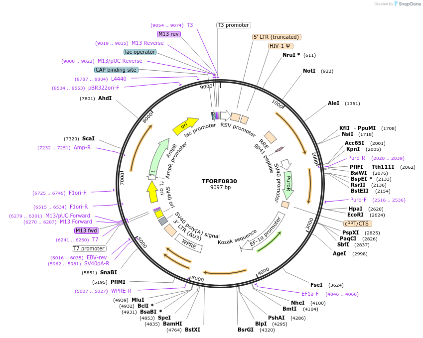 141724-plasmid-map-sequence-id-404251