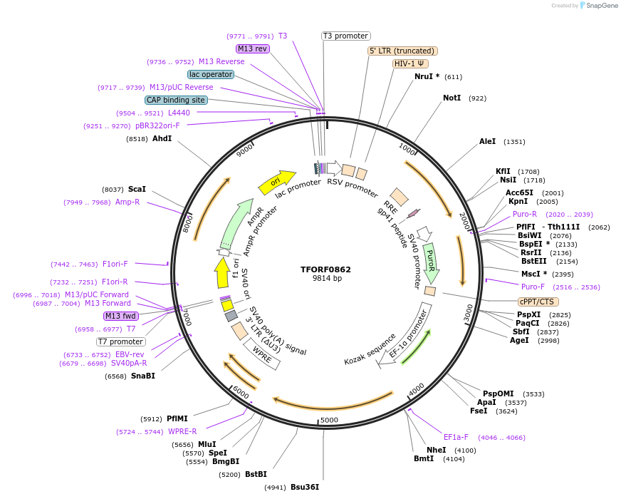 141741-plasmid-map-sequence-id-404260