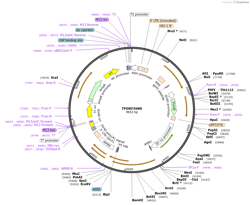 144565-plasmid-map-sequence-id-404264