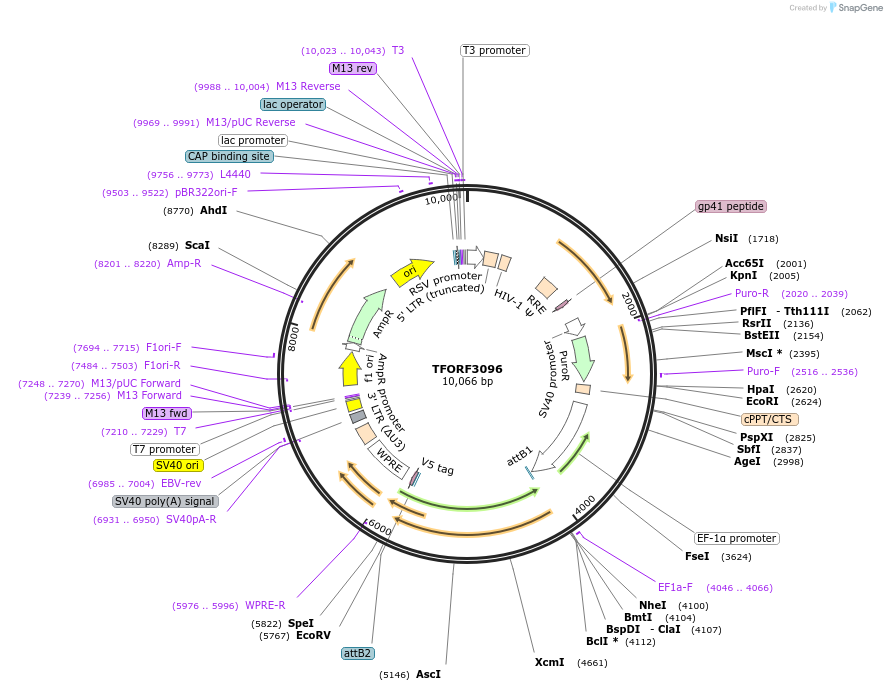 144572-plasmid-map-sequence-id-404274