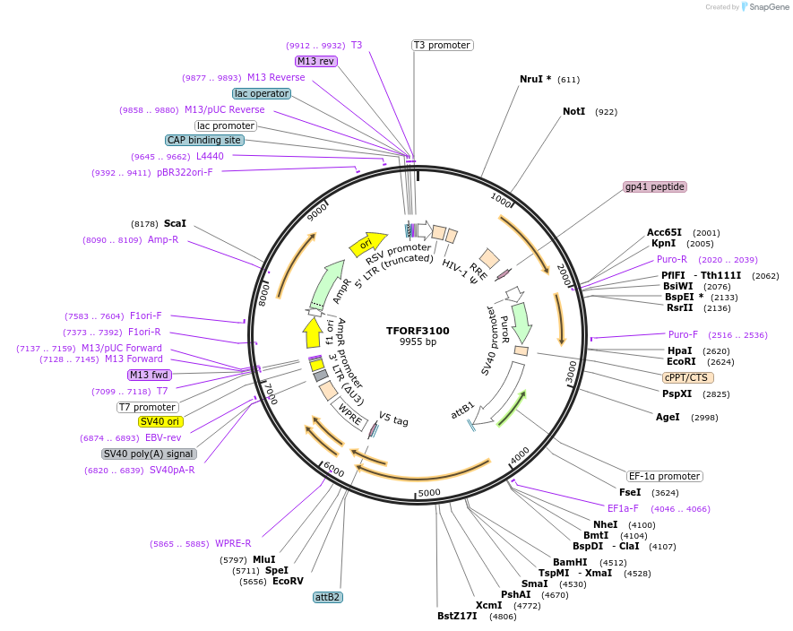 144576-plasmid-map-sequence-id-404279