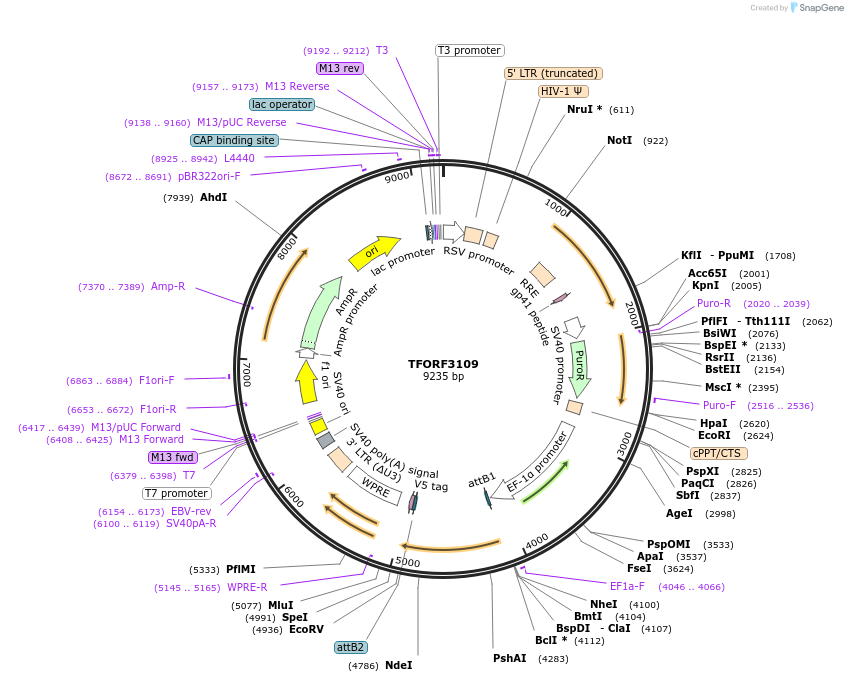 144585-plasmid-map-sequence-id-404281