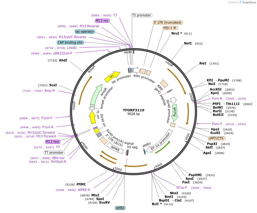 144586-plasmid-map-sequence-id-404283