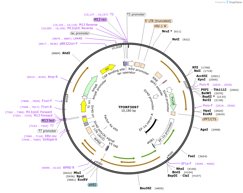 144573-plasmid-map-sequence-id-404286