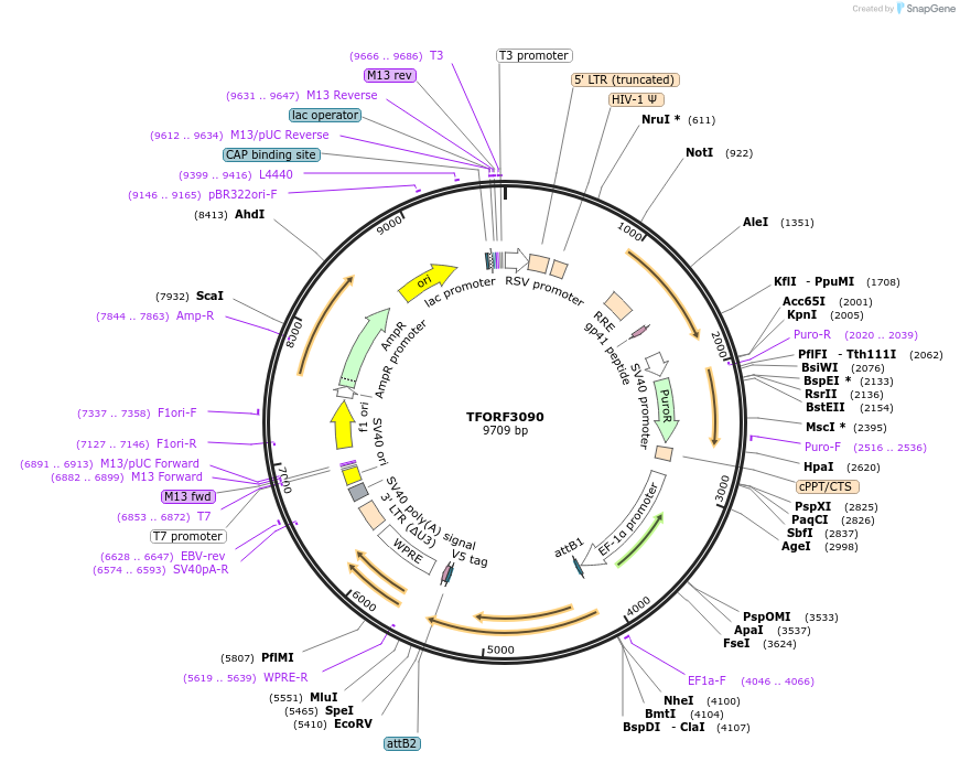 144566-plasmid-map-sequence-id-404288