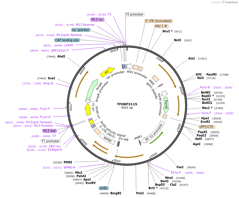 144591-plasmid-map-sequence-id-404290