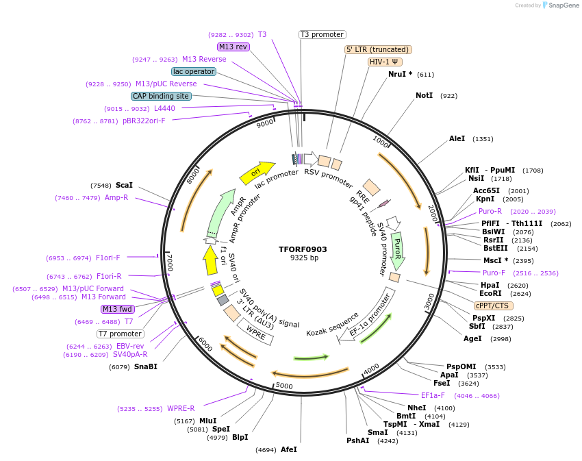 141752-plasmid-map-sequence-id-404291