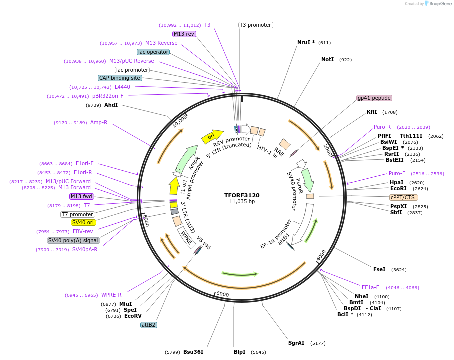 144596-plasmid-map-sequence-id-404297