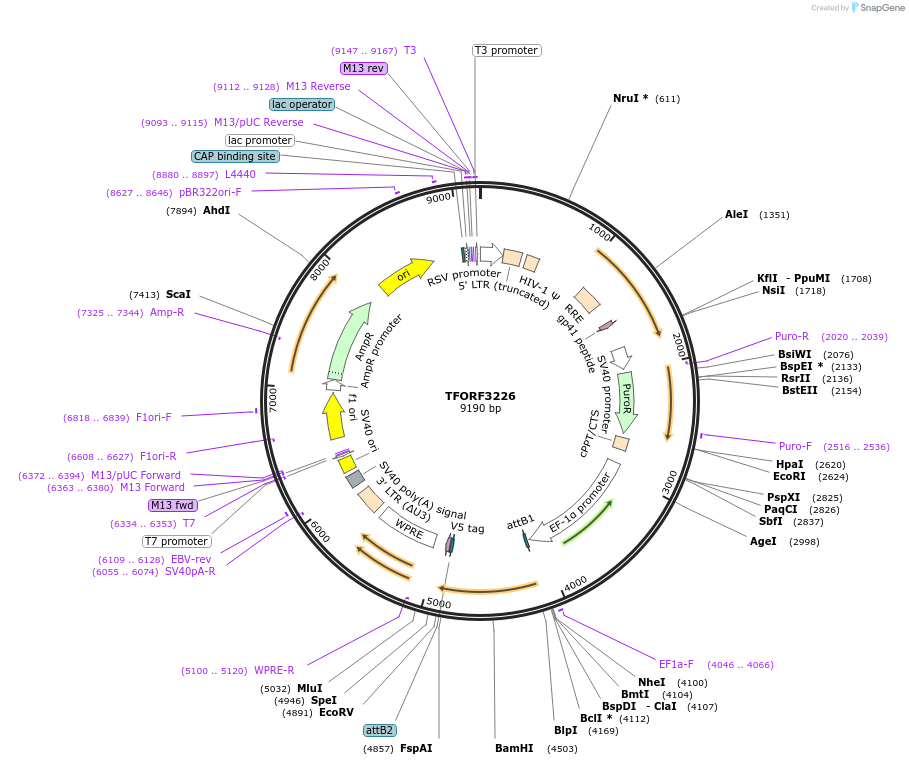 144702-plasmid-map-sequence-id-404300