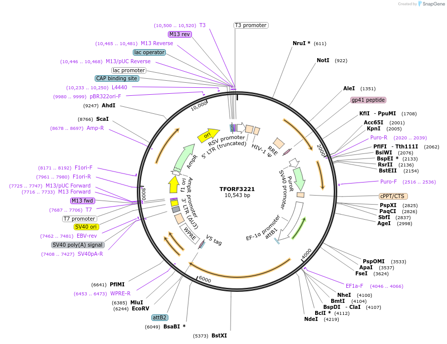 144697-plasmid-map-sequence-id-404302