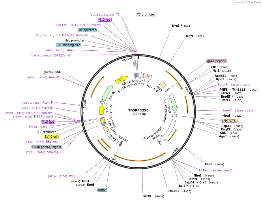 144726-plasmid-map-sequence-id-404305