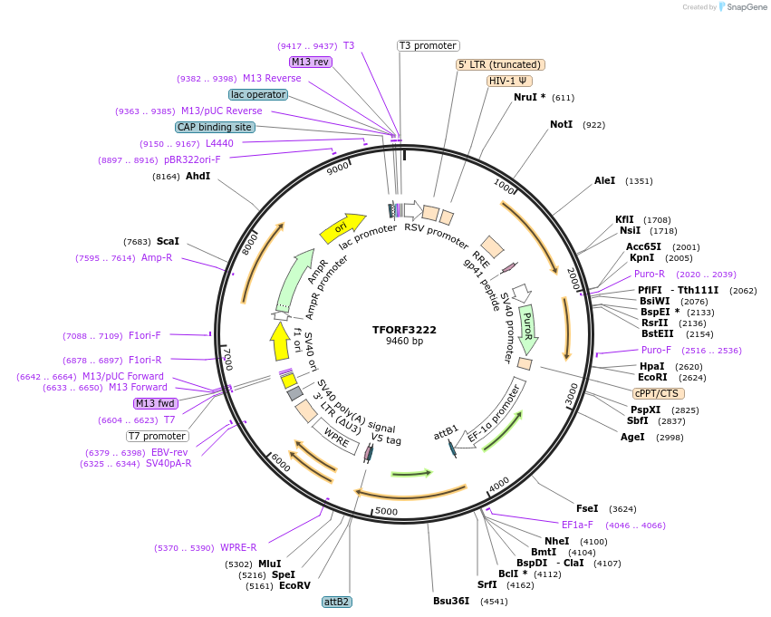 144698-plasmid-map-sequence-id-404310