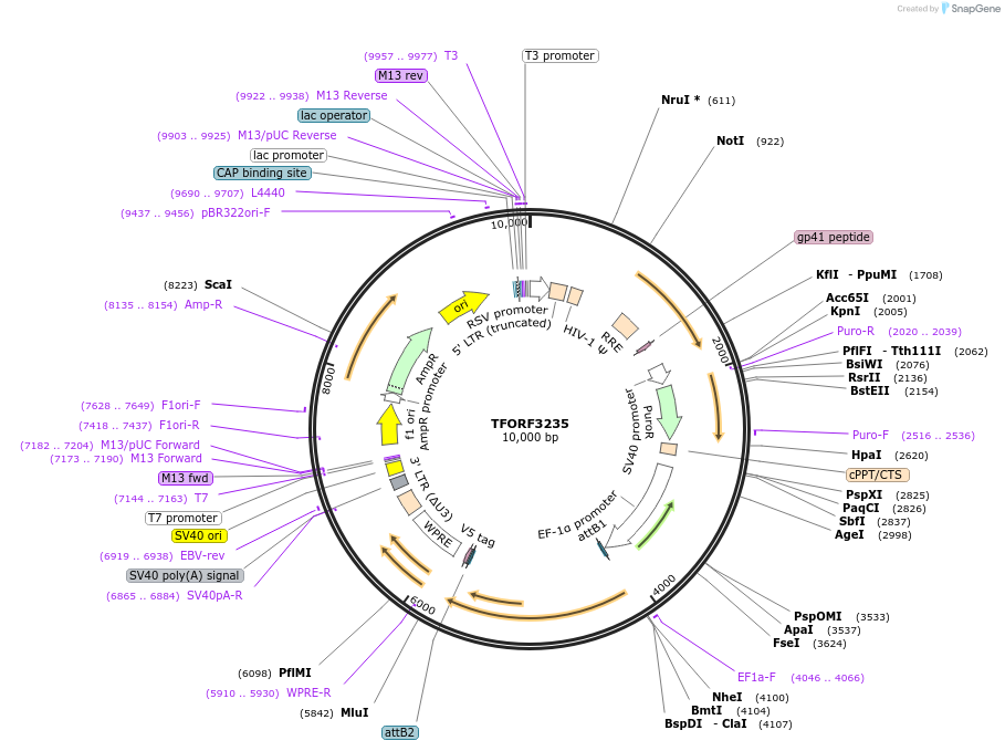 144711-plasmid-map-sequence-id-404315