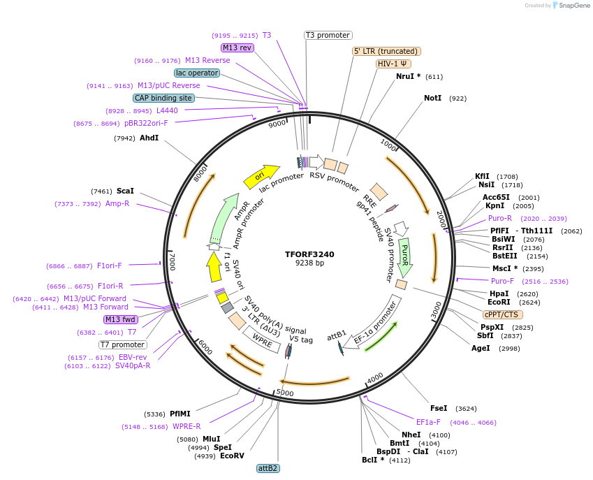 144716-plasmid-map-sequence-id-404316