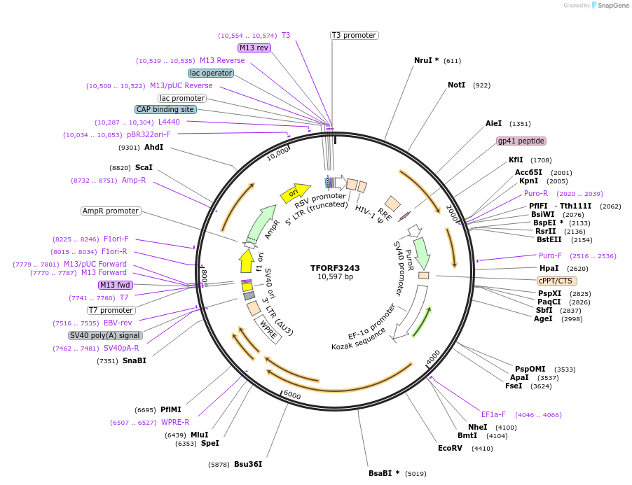 144719-plasmid-map-sequence-id-404318