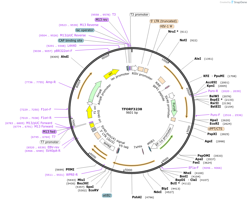 144714-plasmid-map-sequence-id-404319