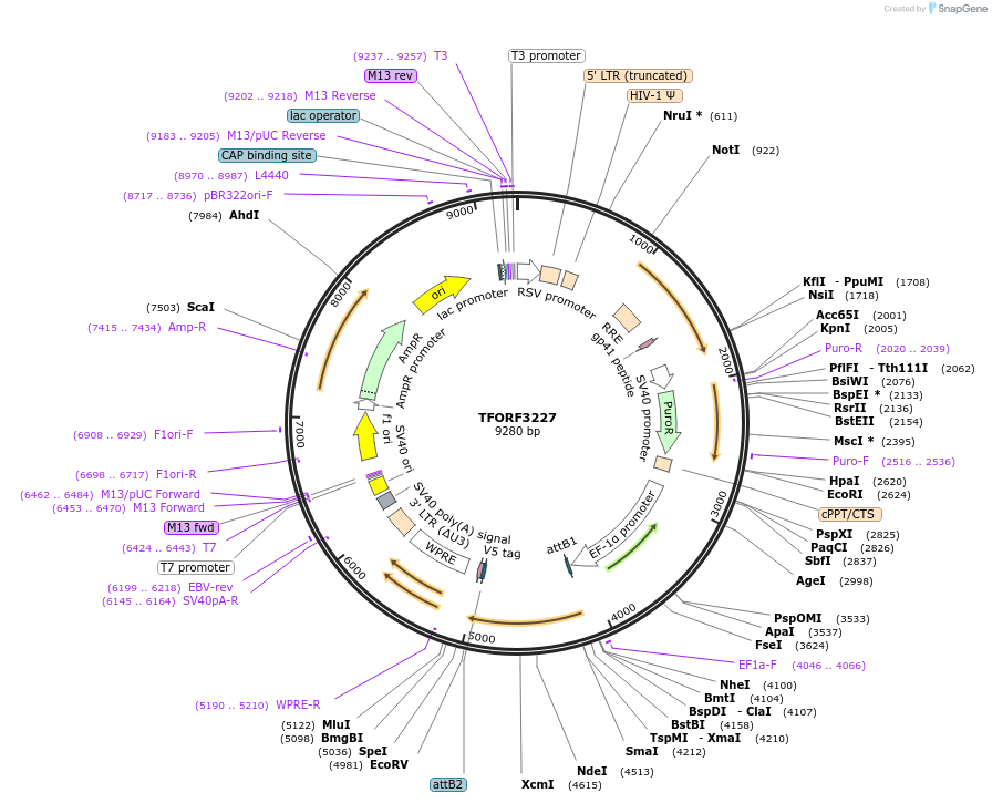 144703-plasmid-map-sequence-id-404320