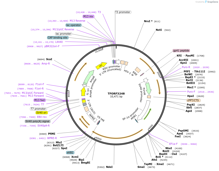 144724-plasmid-map-sequence-id-404322