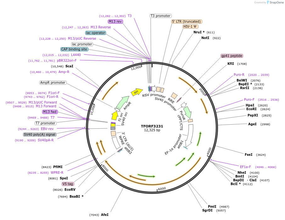 144707-plasmid-map-sequence-id-404323