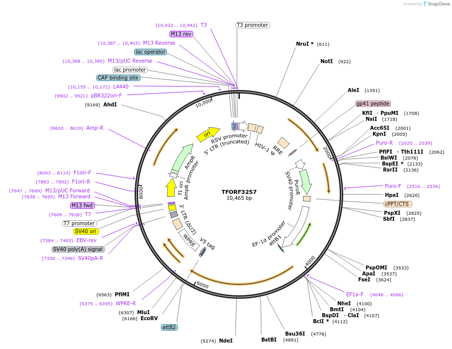 144733-plasmid-map-sequence-id-404326