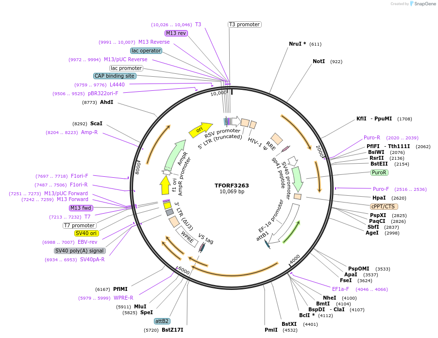 144739-plasmid-map-sequence-id-404327