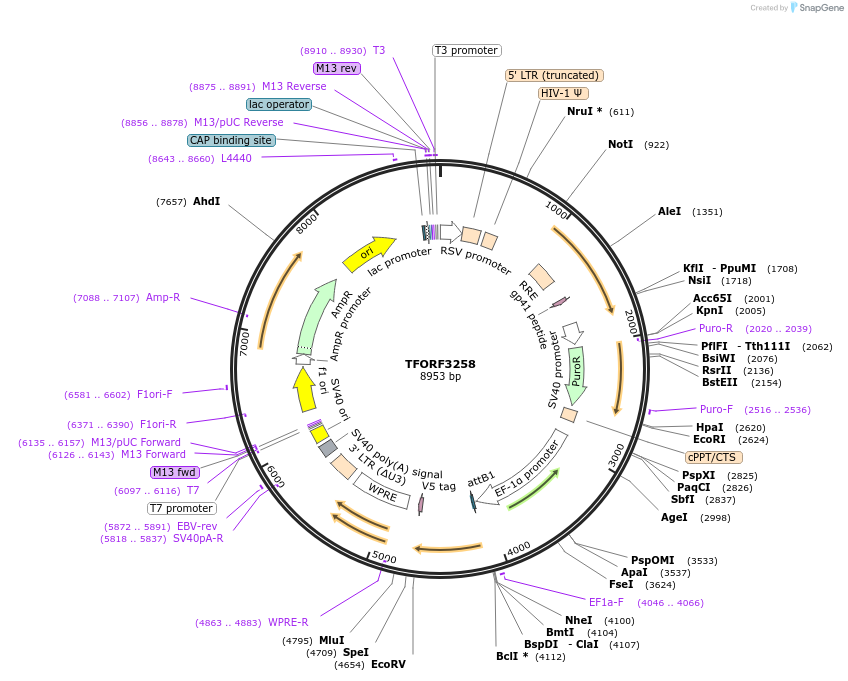 144734-plasmid-map-sequence-id-404328