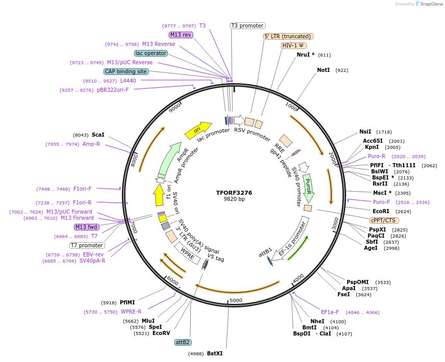 144752-plasmid-map-sequence-id-404333