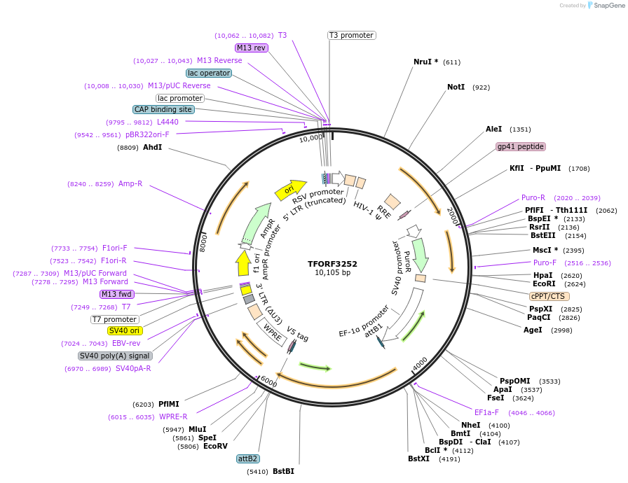 144728-plasmid-map-sequence-id-404334