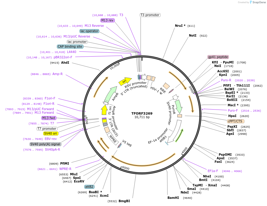 144745-plasmid-map-sequence-id-404335