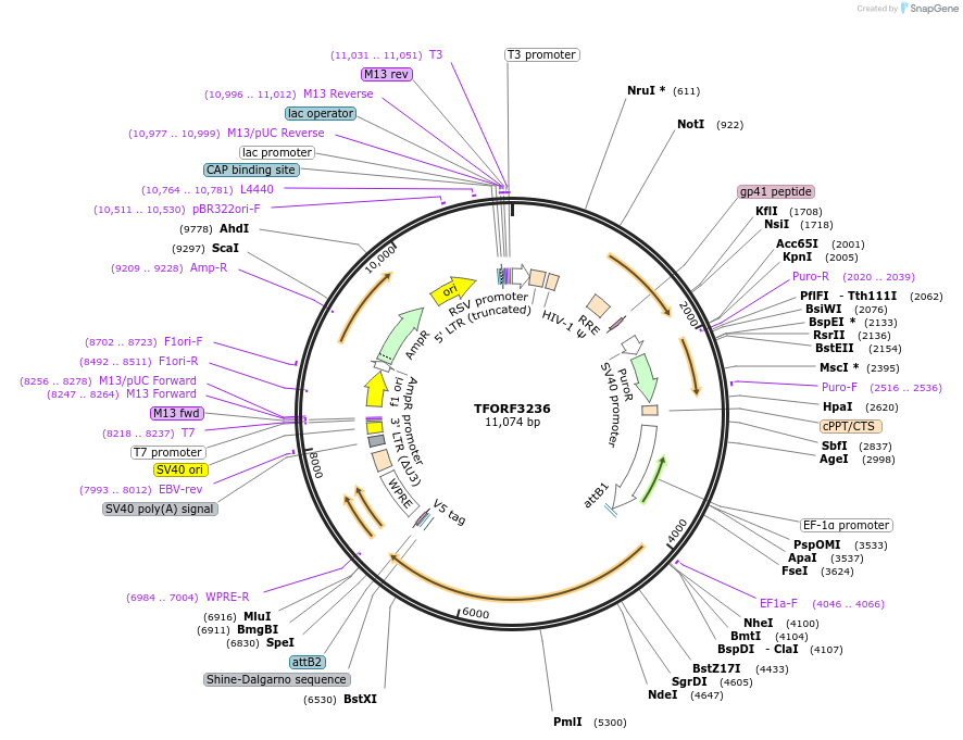 144712-plasmid-map-sequence-id-404336