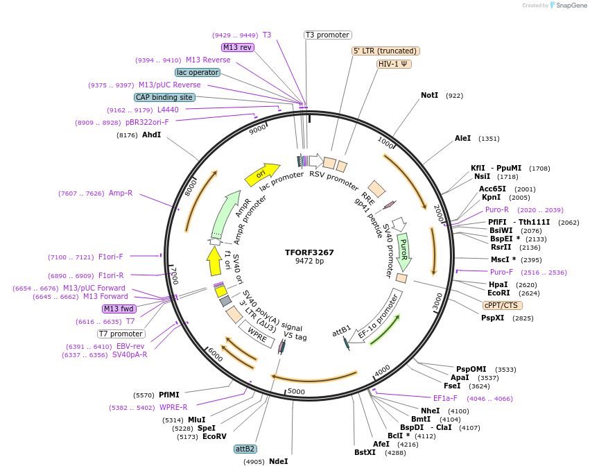 144743-plasmid-map-sequence-id-404337