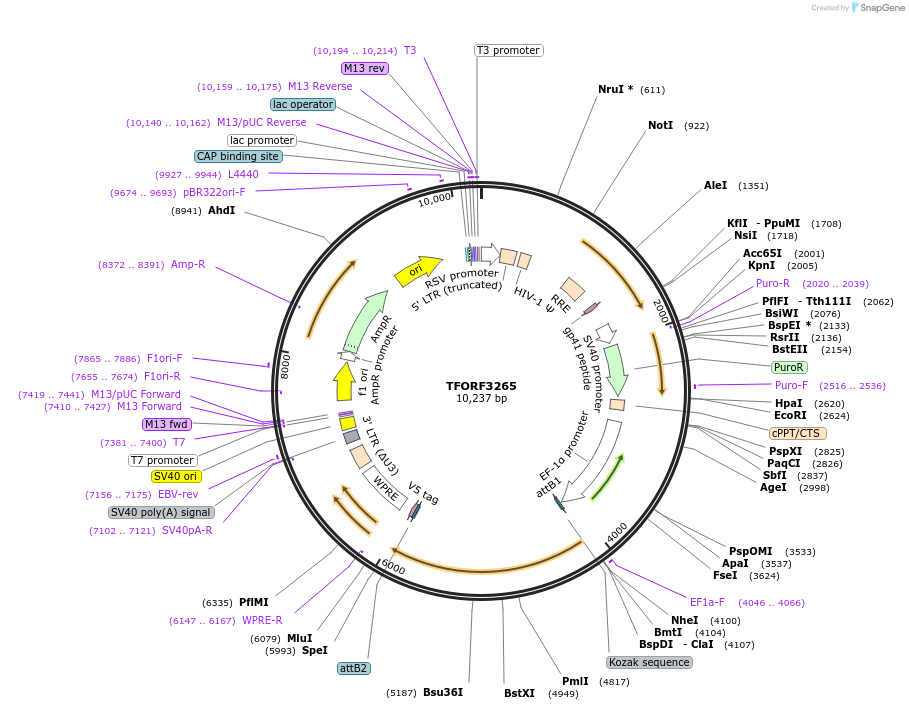 144741-plasmid-map-sequence-id-404345