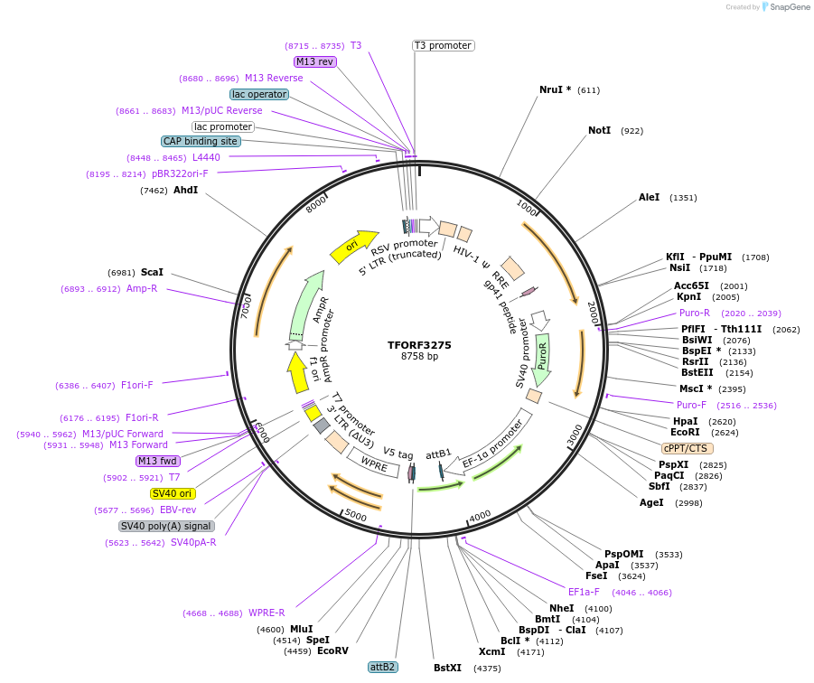 144751-plasmid-map-sequence-id-404349