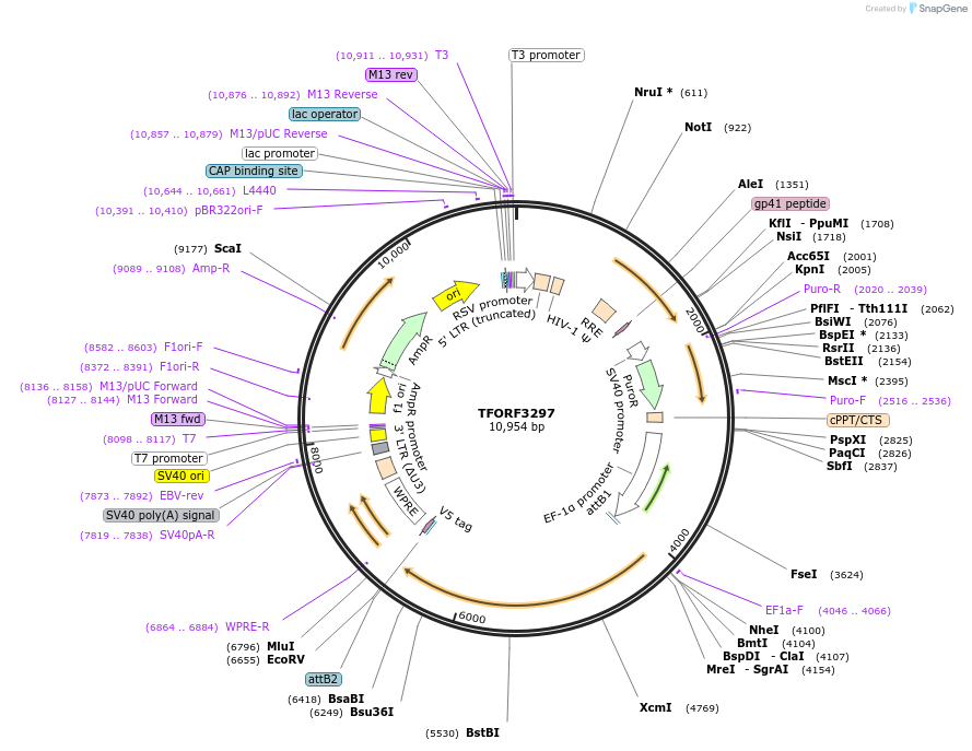 144773-plasmid-map-sequence-id-404361