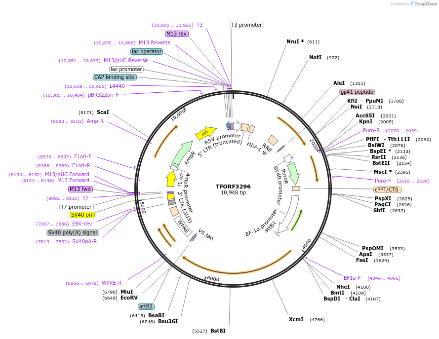 144772-plasmid-map-sequence-id-404363