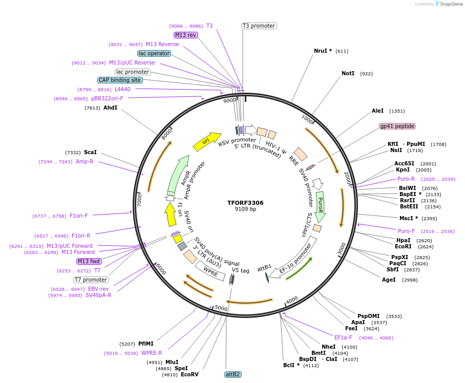 144782-plasmid-map-sequence-id-404366