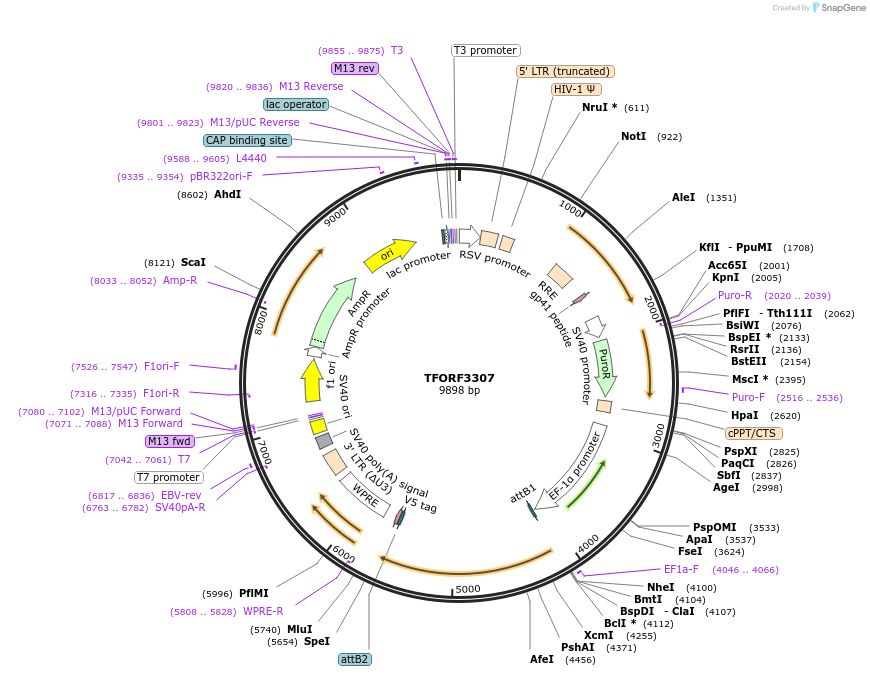 144783-plasmid-map-sequence-id-404367