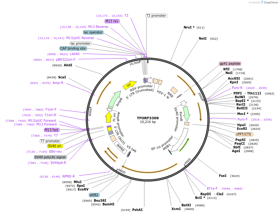144785-plasmid-map-sequence-id-404368