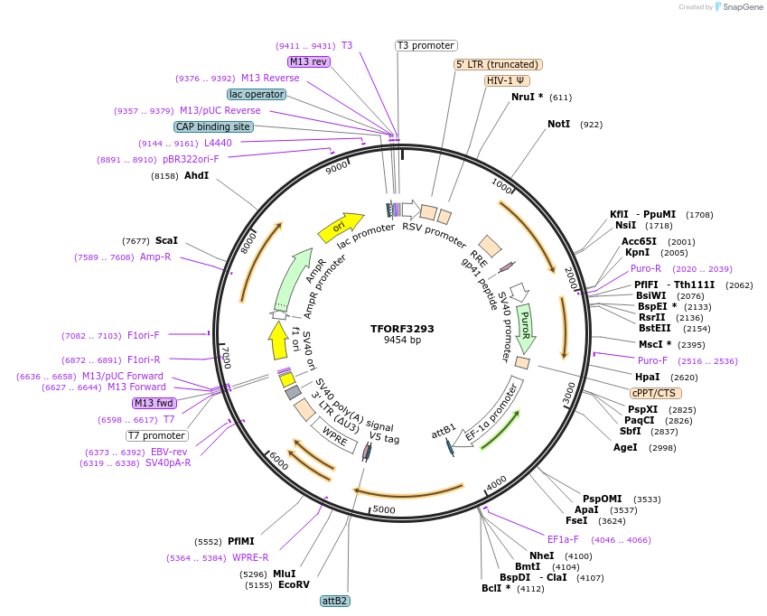 144769-plasmid-map-sequence-id-404371