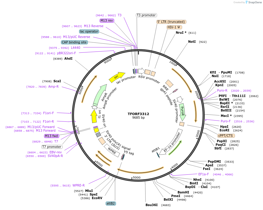 144788-plasmid-map-sequence-id-404382