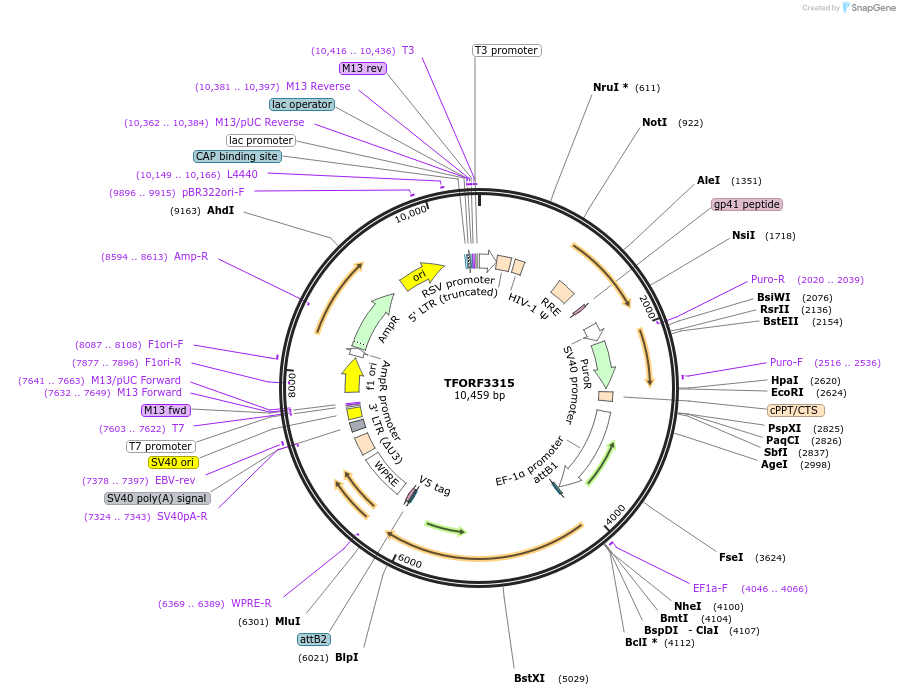144791-plasmid-map-sequence-id-404384