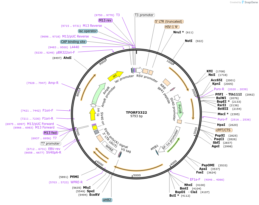 144798-plasmid-map-sequence-id-404389