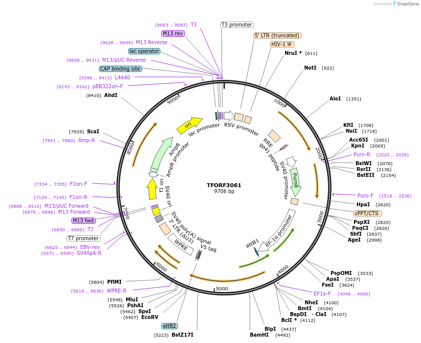144537-plasmid-map-sequence-id-404392