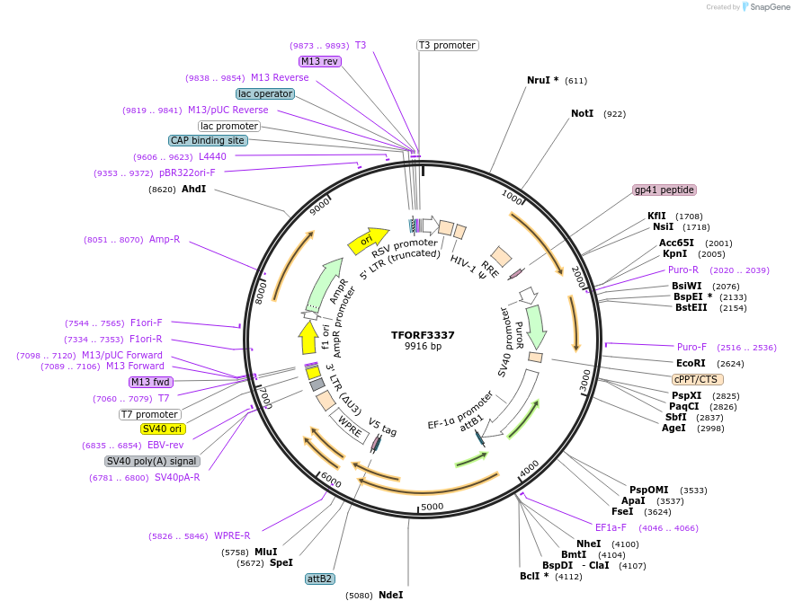 144813-plasmid-map-sequence-id-404393