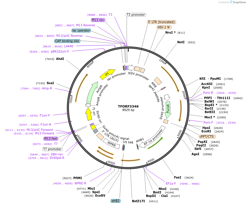 144822-plasmid-map-sequence-id-404399
