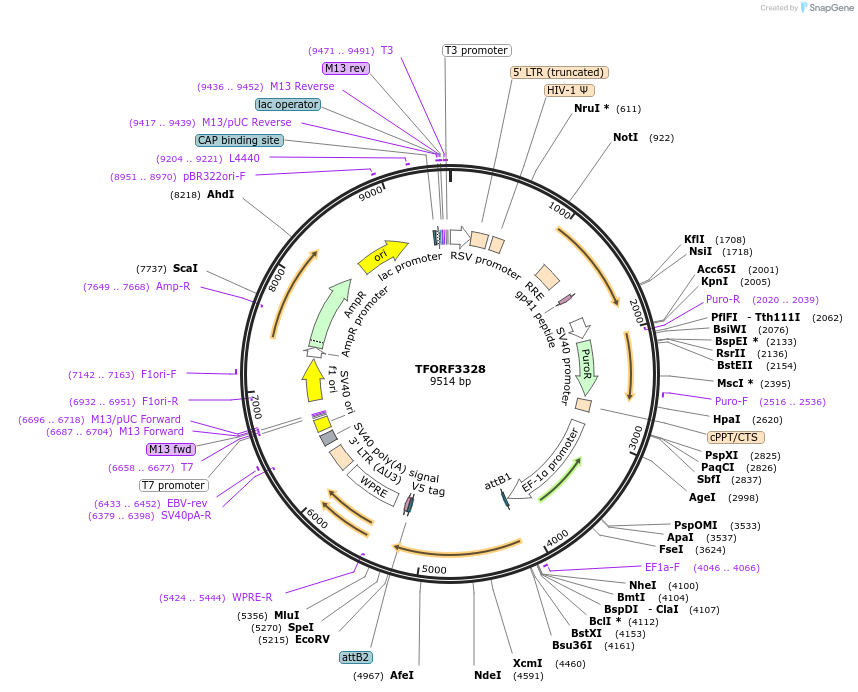 144804-plasmid-map-sequence-id-404400