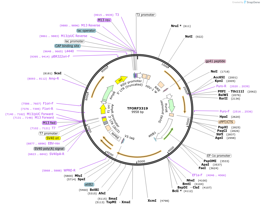 144795-plasmid-map-sequence-id-404401