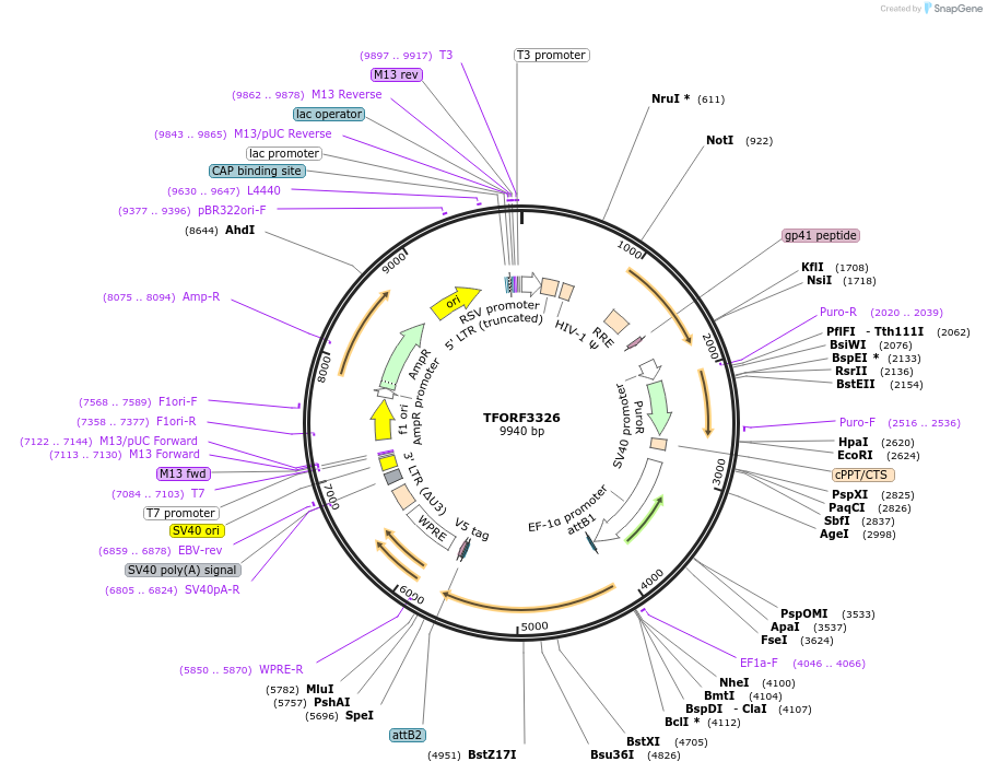 144802-plasmid-map-sequence-id-404402